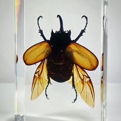 Oddities For Sale - Oregon Oddity Shop. All things spooky, weird, and unique. Curiosities and Oddities For Sale.