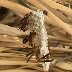 Sonoran Pest Control - Active wasp nest