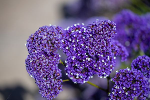 Santa Clara University by null