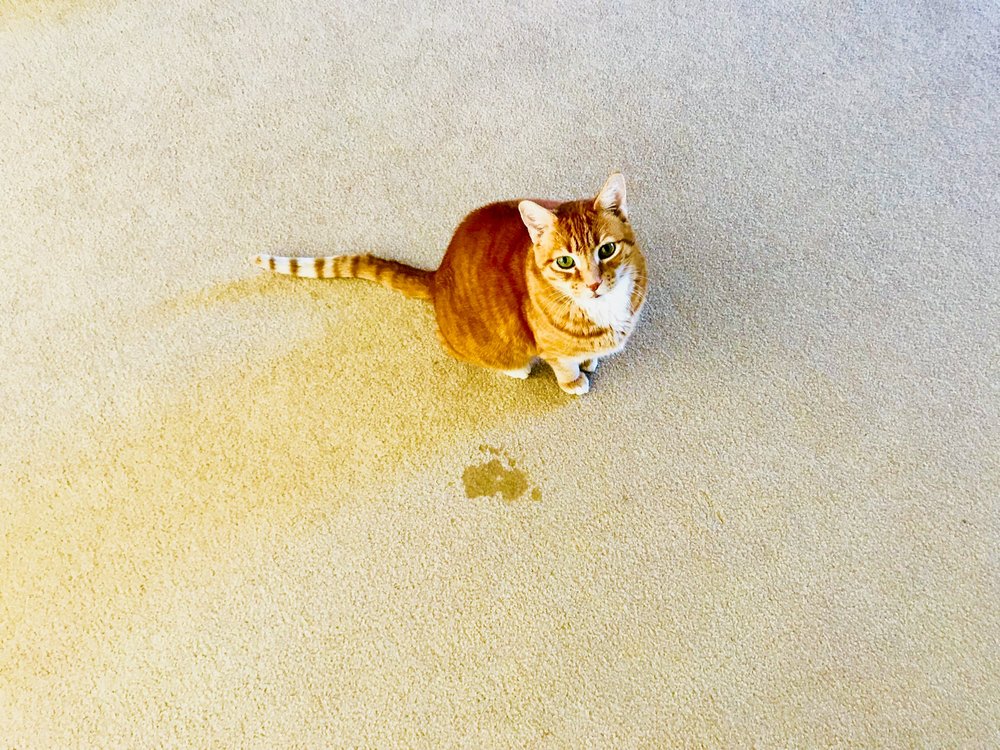 GARCIA CARPET CLEANING Updated October 2024 1403 Castlerock Ave