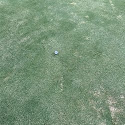 College Park Municipal Golf Course - The green of this crap corse. They all looked like this.