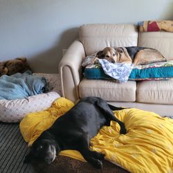 Fluffy Puppies of Pinellas