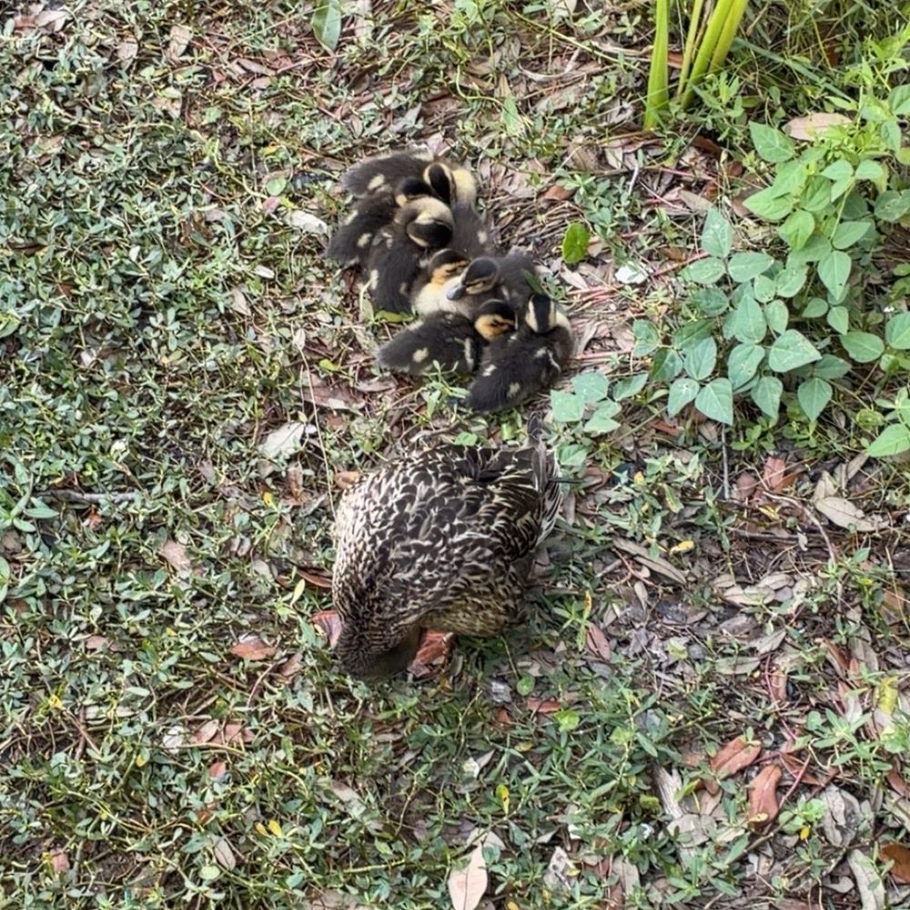 Myrtle Beach Travel Park - Baby ducks next to their mama - Parks Near Me - Myrtle Beach, South Carolina Myrtle Beach Travel Park - Baby ducks next to their mama - Parks Near Me - Myrtle Beach, South Carolina