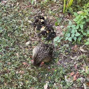 Myrtle Beach Travel Park - Baby ducks next to their mama - Parks Near Me - Myrtle Beach, South Carolina Myrtle Beach Travel Park - Baby ducks next to their mama - Parks Near Me - Myrtle Beach, South Carolina