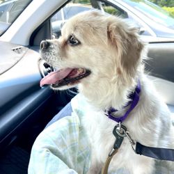 Arf Arf Grooming