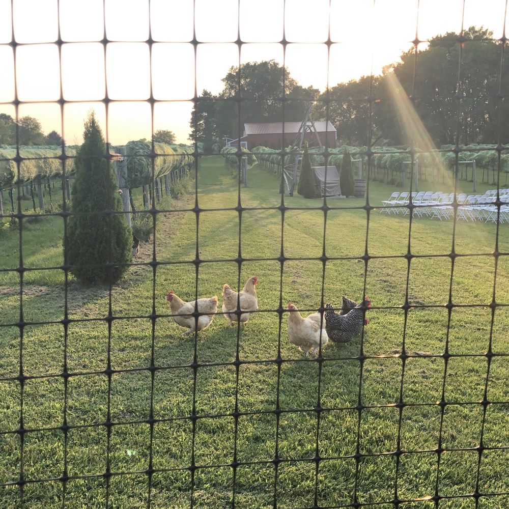 Whistlers Knoll - chickens in a fenced in area - Wineries Near Me - Hortonville, Wisconsin