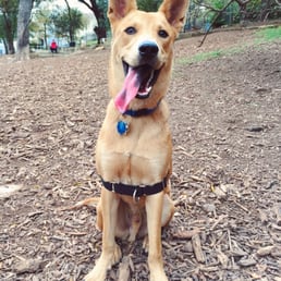 Happy puppy :) Happy puppy :)