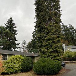 Hitman Tree - Mike and Hitman Tree saved my house from this huge evergreen!