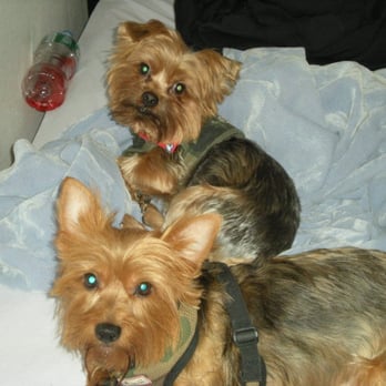 Happy Paws - the boys - Pet Groomers Near Me - New York, New York