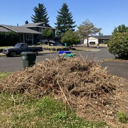 Al Vazquez Landscape Maintenance - The large dried pile of dead blackberry bushes.