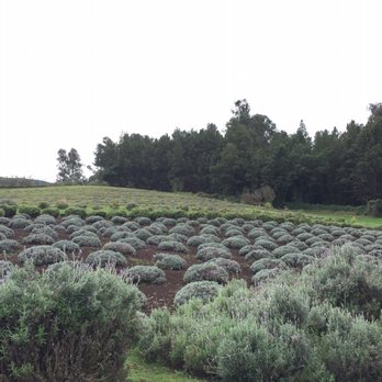 Ali'i Kula Lavender - The lavender fields - currently not in season (Jan). - Tours Near Me - Kula, Hawaii Ali'i Kula Lavender - The lavender fields - currently not in season (Jan). - Tours Near Me - Kula, Hawaii