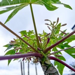 Llitoquii Plants - Papaya tree they sold us for $140 without disclosing it's male and will never bear fruit