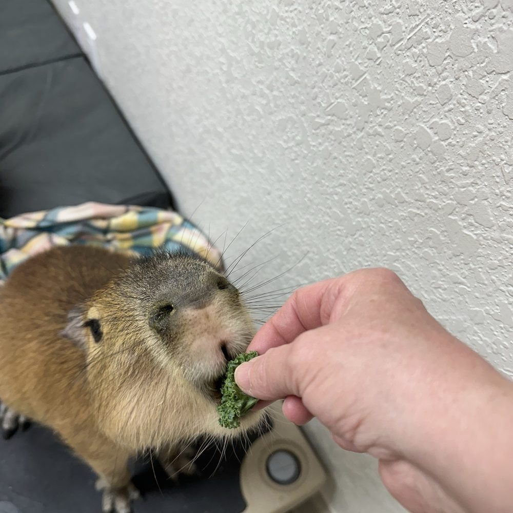The Capybara Cafe - Themed Cafes Near Me - St. Augustine, Florida The Capybara Cafe - Themed Cafes Near Me - St. Augustine, Florida