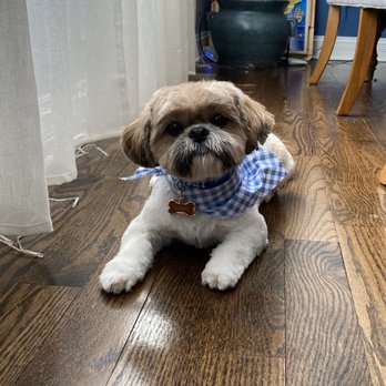 House of Paws - Fresh groom by Liz - Pet Groomers Near Me - Chicago, Illinois House of Paws - Fresh groom by Liz - Pet Groomers Near Me - Chicago, Illinois