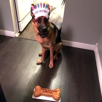 Three Dog Bakery - About to smash on her birthday cake! - Pet Stores Near Me - Plymouth, Michigan Three Dog Bakery - About to smash on her birthday cake! - Pet Stores Near Me - Plymouth, Michigan
