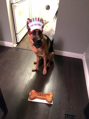 Three Dog Bakery by null