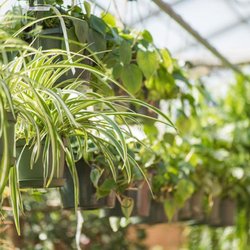 Sprague's Nursery & Garden Center