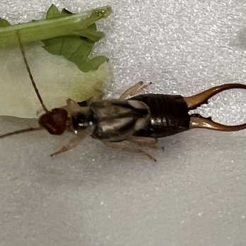 Pho Binh Minh - This is a crazy looking bug. That I found in my noodle box that came with my pho. NOPE. - Vietnamese Near Me - Maple Valley, Washington