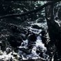 Photo of Zoar Trail @ Paugussett State Forest