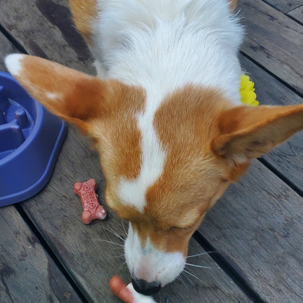 Darling - Dog bone our lexy loved it - Ice Cream & Frozen Yogurt Near Me - Sonoma, California Darling - Dog bone our lexy loved it - Ice Cream & Frozen Yogurt Near Me - Sonoma, California