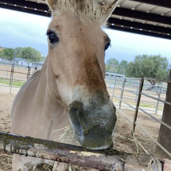 Ivey Ranch Park Riding Academy - This is Eeda. - Horseback Riding Near Me - Oceanside, California Ivey Ranch Park Riding Academy - This is Eeda. - Horseback Riding Near Me - Oceanside, California