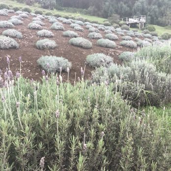 Ali'i Kula Lavender - Tours Near Me - Kula, Hawaii