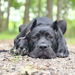 I Choose You Kennels - Biggie in a down. "Down" command.