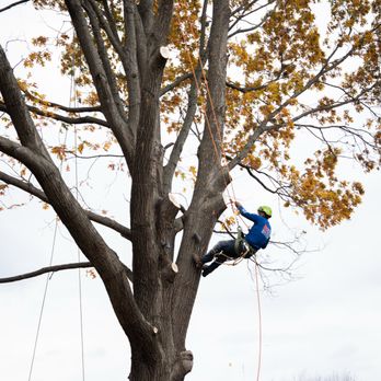 JB Tree Service - Climing on a huge Oak tree! - Tree Services Near Me - La Vergne, Tennessee JB Tree Service - Climing on a huge Oak tree! - Tree Services Near Me - La Vergne, Tennessee