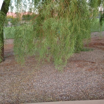 Thompson Peak Park - fallen branches - Parks Near Me - Scottsdale, Arizona