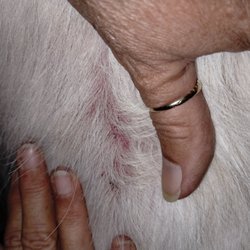 Let's Talk Grooming