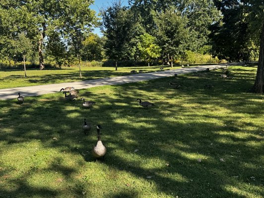 Lincoln Park by null