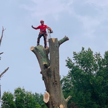 Professional Guys Tree Services - Professional Guys Tree Services - Tree Services Near Me Professional Guys Tree Services - Professional Guys Tree Services - Tree Services Near Me