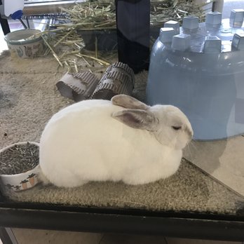 Petco - Bunny Rabbit !!! - Pet Stores Near Me - Long Beach, California