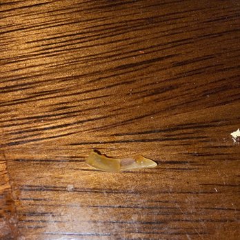 Thai Ginger - Redmond - Piece of hard plastic that was in my food. - Thai Near Me - Redmond, Washington
