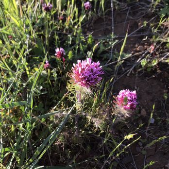 Monte Bello Open Space Preserve - Wildflowers-29April2017 - Hiking Near Me - Palo Alto, California Monte Bello Open Space Preserve - Wildflowers-29April2017 - Hiking Near Me - Palo Alto, California