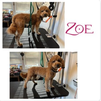 Top Notch Paws Grooming - Pet Groomers Near Me - Westfield, Massachusetts Top Notch Paws Grooming - Pet Groomers Near Me - Westfield, Massachusetts