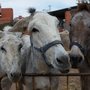 Photo of Nerja Donkey Sanctuary