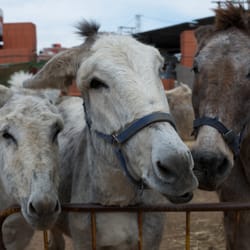 Nerja Donkey Sanctuary