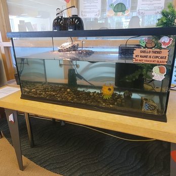 Maywood Public Library District - Pet - Libraries Near Me - Maywood, Illinois