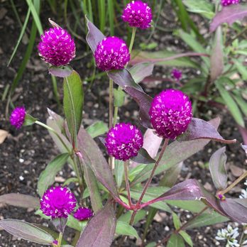 Central Park Conservancy - Parks Near Me - New York, New York