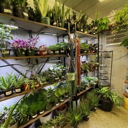 Chelsea Garden Center- Williamsburg