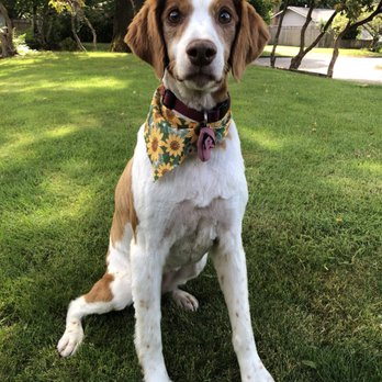 Send Rover Over Pet Salon - Pet Groomers Near Me - Eugene, Oregon