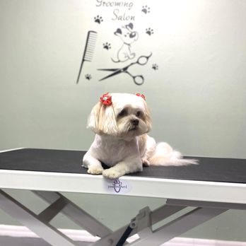 The Paw Stop - Another satisfied customer - Pet Groomers Near Me - Sarasota, Florida The Paw Stop - Another satisfied customer - Pet Groomers Near Me - Sarasota, Florida