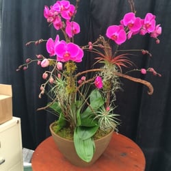 Elegant Orchids - Our final orchid arrangement - very pretty!