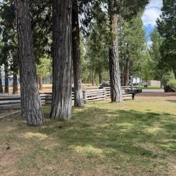 Park grounds. See the giant pines! Park grounds. See the giant pines!