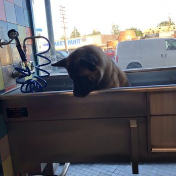 Unleashed by Petco - Pet Training Near Me - North Hollywood, California