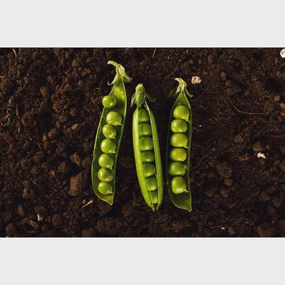 The Chef's Garden by null