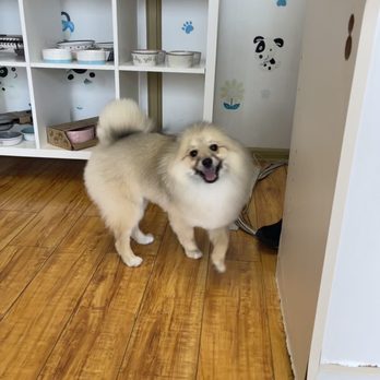 Puppy 4 U - Pet Groomers Near Me - Los Angeles, California