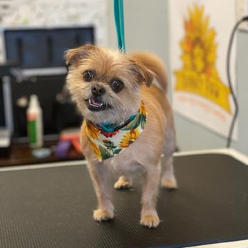 Sunny Paw - All Organic Products - Pet Groomers Near Me - Pompano Beach, Florida