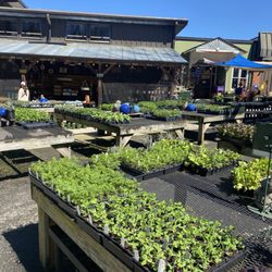 Intown Ace Hardware - More plants, like everywhere
